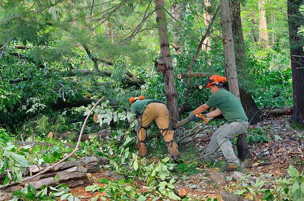 Large Tree Removal in Ridgeway, AK